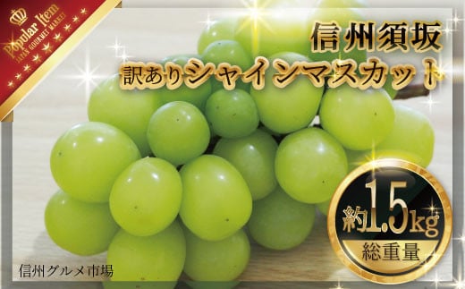 [No.5657-2915]訳あり シャインマスカット 約1.5kg《信州グルメ市場》■2025年発送■※9月上旬頃～10月下旬頃まで順次発送予定