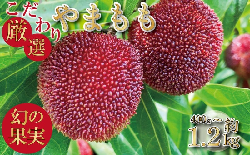 
                  【先行予約】やまもも 400g～1.2kg 2026年6月下旬より順次発送 小分け パック 季節 フルーツ レア ベリー 山桃 健康 ジャム 果実酒 おやつ お菓子 スムージー 小松島市 国産
                