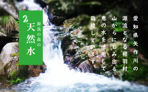 完熟トマトを使用！とまとのクラフトビール「 ねばとエール (NEBATO ALE）」3本セット 発泡酒 クラフトビール トマト トマトのお酒 ビール 南信州 長野県 地域限定 完熟トマト 根羽村産 小
