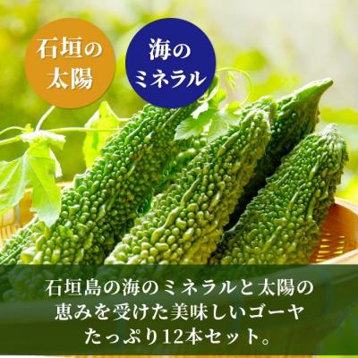 ふるさと納税 石垣市 南国石垣島では冬が旬 朝採れゴーヤ大12本セット 2026年1月上旬〜2月中旬頃まで順次発送 |  | 02