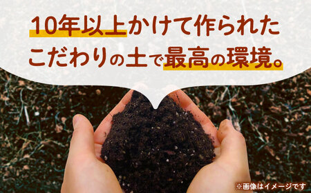 【先行予約】にんじん 約3kg 天日塩＆発酵土壌で作ったこだわりの人参 【株式会社 夢アグリ】[ZCL018]