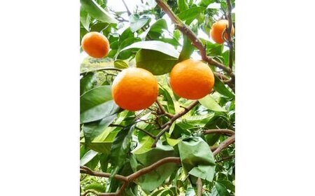 初夏のみかん なつみ 5kg【先行予約】【2026年4月中旬頃～2026年4月下旬頃に順次発送予定】【UT57】【uot501-2】