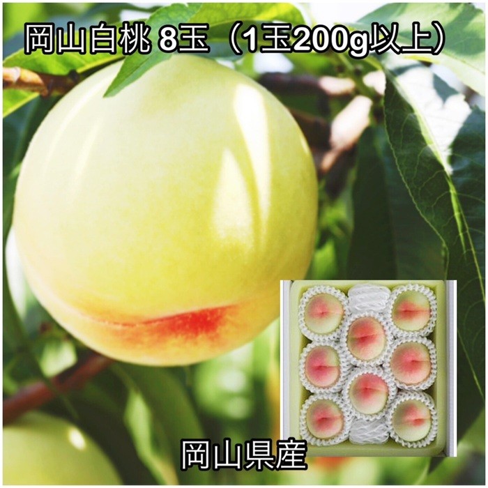 
                  岡山白桃8玉 (1玉200g以上)化粧箱入り岡山県産
                