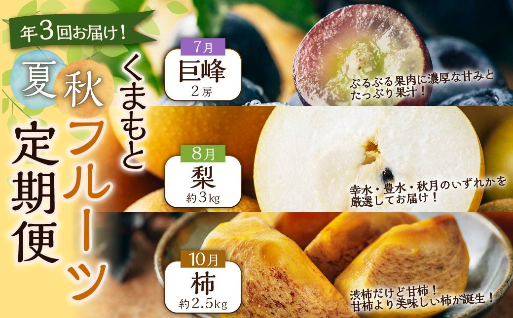 
【年3回定期便】【2024年7月上旬発送開始】 くまもと 夏秋 フルーツ 定期便 ( 巨峰 ・ 梨 ・ 柿 ) ナシ かき 葡萄 ぶどう くだもの 果物
