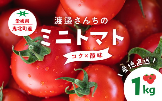 【先行予約】【A品】渡邊さんちのミニトマト 約1kg(6パック) ｜ 愛媛県 鬼北町 株式会社North River マリネ 湯むき パスタ スープ おつまみ 10月 11月 1キロ ベジタブル 果物