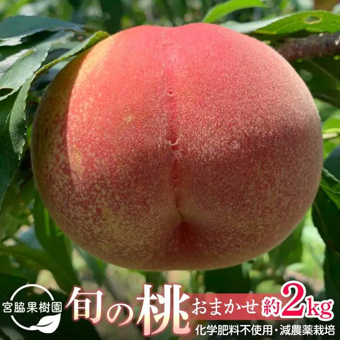【2027年8月中旬以降より発送】旬の桃おまかせ約2kg・6～9玉（自家製有機肥料・減農薬・化学肥料無使用） 川中島白桃 黄桃 西王母 あかつき