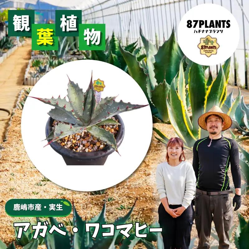 アガベ ワコマヒー 1種 アガベ