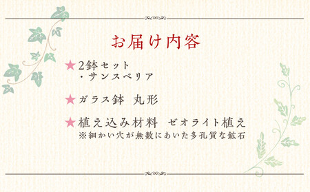 【観葉植物】土を使わないで清潔なミニ観葉植物 ゼオライト植え・ガラス鉢 丸形 2鉢セット（サンスベリア）｜観葉植物 インテリア 部屋 おしゃれ 福岡県筑前町 送料無料