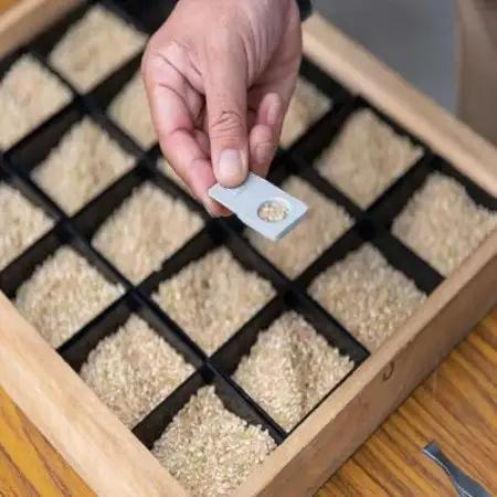 令和8年産 新米予約受付開始!! 北海道深川産 ななつぼし 精米 5kg×2袋【1741838】