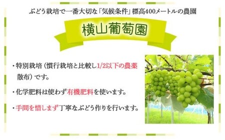 【先行予約】定期便　樹上完熟シャインマスカット（特別栽培）1.2㎏／2房　3回