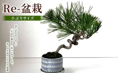 Re-盆栽【小ぶりサイズ】