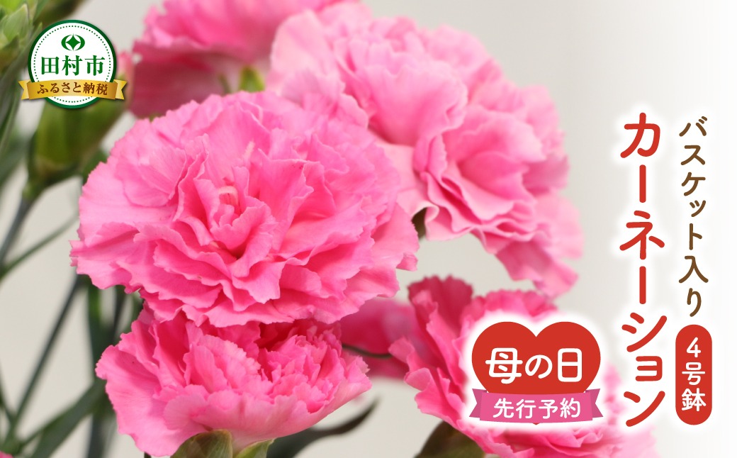＼先行受付 令和7年5月11日の母の日お届け：5月7日(水) 決済完了分まで！／ カーネーション 2種「 4号鉢 バスケット 入り 」 母の日直前にお届け 2025年 お母さんへの心を込めた贈り物 長持ち 鉢植え フラワーセット プレゼント 送料無料 故郷納税 福島県 田村市 フローラハシモト N052-005