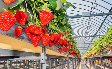 いちご 2種 × 4パック 食べ比べ セット 紅ほっぺ さぬきひめ 詰め合わせ フルーツ 果物 旬 旬のフルーツセット 季節のフルーツ デザート おやつ 旬の果物 季節の果物 冷蔵 冷蔵配送 予約 2月以降発送開始