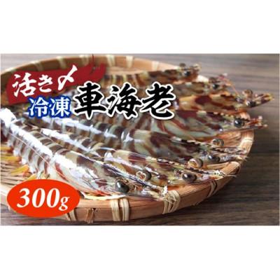 ふるさと納税 喜界町 活き〆冷凍車海老 300g |  | 01