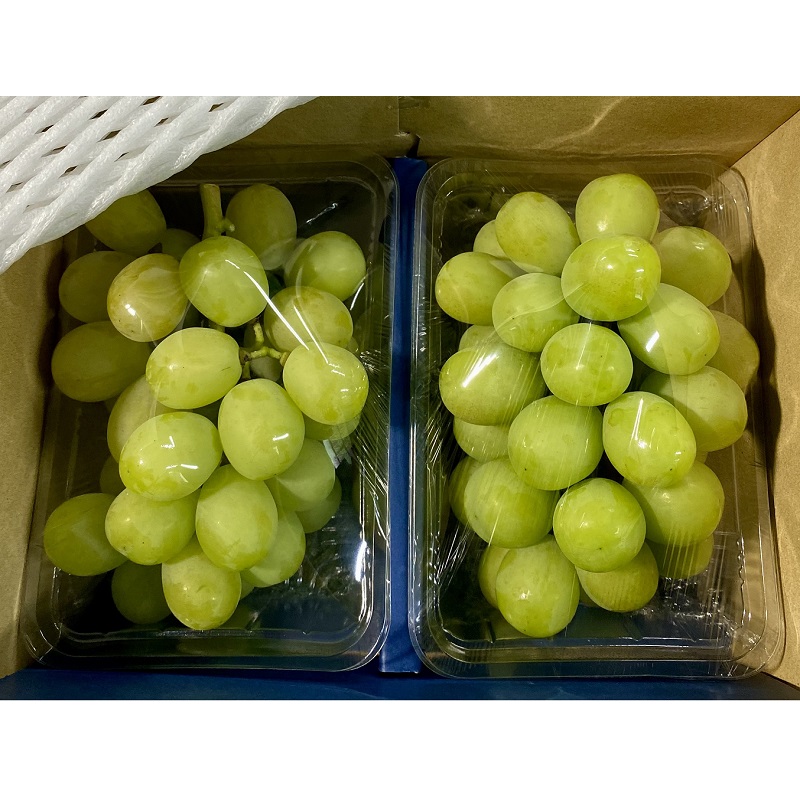 ぶどう 2026年 先行予約 【平均糖度20度】農家こだわりの シャインマスカット ご家庭用パック 合計約800g ブドウ 葡萄 岡山県産 国産 フルーツ 果物 ギフト 【 Nini farm 農家 