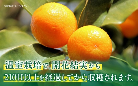 【期間・数量限定】完熟きんかん「たまたま」 約1kg 化粧箱_M344-007