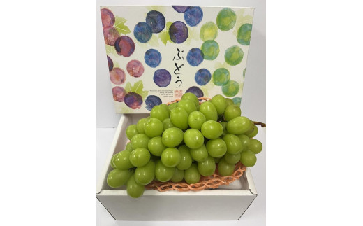 
                  【先行予約】 ［お届けは8月中旬予定］ 大府市農園直送 完熟シャインマスカット２房 （2Kg以上） 贈答用にも
                