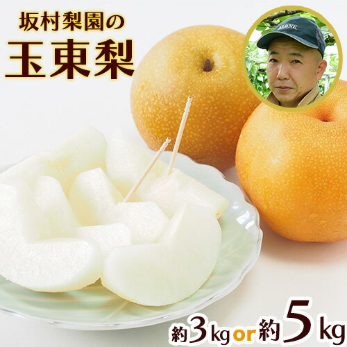 期間限定 玉東梨 約3kg(4〜10玉前後) 約5kg(5〜18玉前後)《8月中旬-11月上旬頃出荷》
