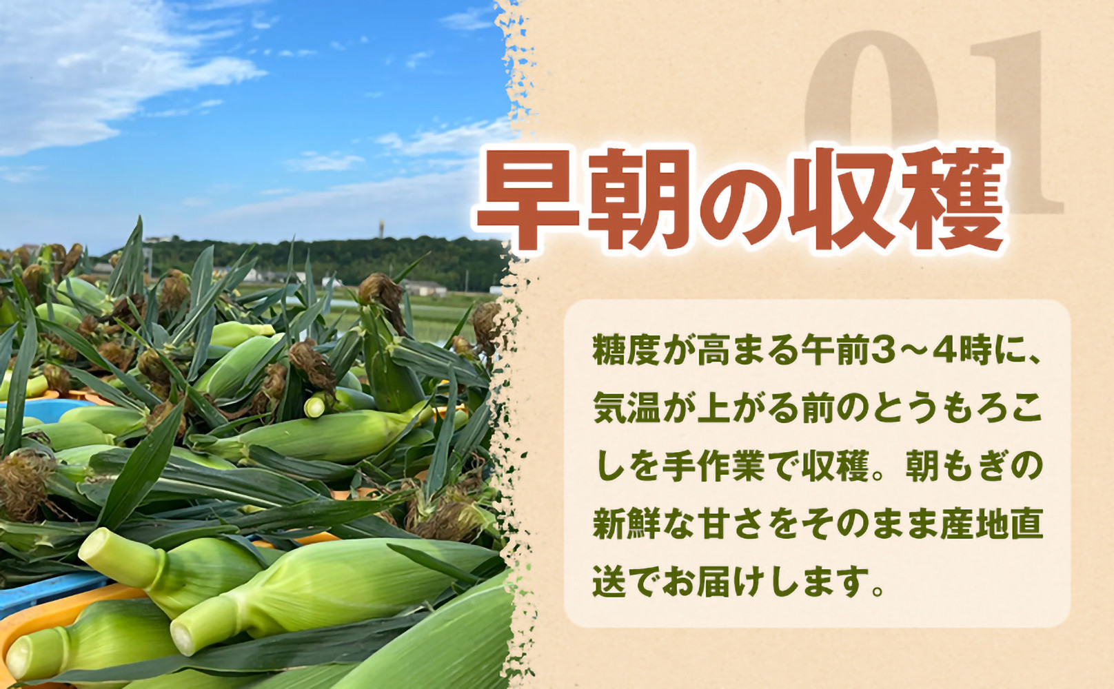 ［2027年発送 先行予約 夏の味覚］潮風ホワイト 2Lサイズ 10～12本 とうもろこし トウモロコシ 白 コーン とうもろこし BBQ 焼き肉 白浜町