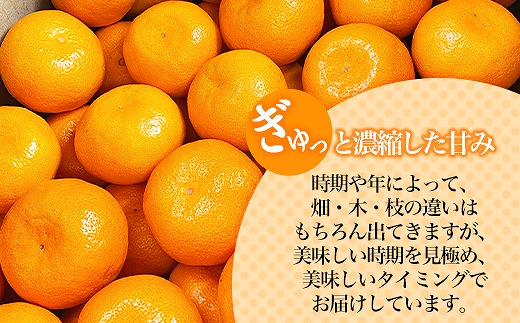 産地直送 贈答用 有田みかん Mサイズ 約10kg 喜楽farms 【2025年11月以降順次発送】AL06