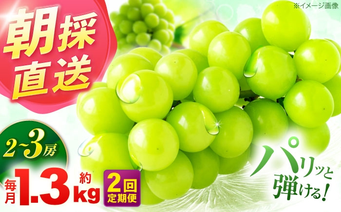 
                  【2回定期便】※【2026年9月より順次発送／先行予約】シャインマスカット 約1.3kg(2～3房) 家庭用 / フルーツ フルーツ定期便 果物 果物定期便 ぶどう マスカット しゃいんますかっと / 諫早市 / 肥前グローカル株式会社 [AHDI011]
                