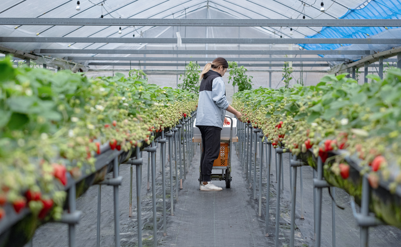 【高知県 大月町産】紅ほっぺ　約200g×4パック｜いちご 800g 果物 フルーツ 苺 イチゴ くだもの 野菜 旬 美味しい 朝採り 新鮮 期間限定 ご褒美 産地直送 贈答用 自宅用 高知県 大月町