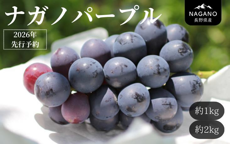 
            【先行予約】 ぶどう ナガノパープル （長野県産秀品） 約1kg or 約2kg / 2026年8月下旬～10月上旬頃 配送予定 // 種なし 皮ごと 葡萄 ブドウ ぶどう ナガノ パープル 南信州 長野県 オリジナル品種 稀少 MS32 MS33
          