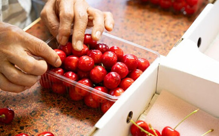 《先行予約》2026年 令和8年産 山形県産 さくらんぼ 佐藤錦 バラ詰 500g 秀 M～L ※沖縄・離島への配送不可  F20A-896