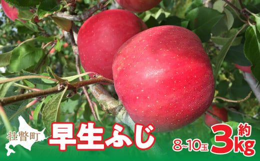 ＜2025年10月中旬よりお届け＞ 北海道壮瞥町 りんご 品種名「早生ふじ」8～10玉約3kg SBTF002