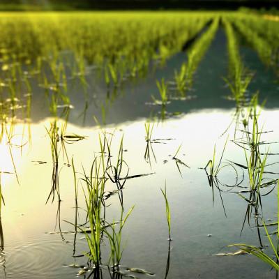 ふるさと納税 南魚沼市 【毎月定期便】南魚沼産コシヒカリ5kg　旧塩沢地区産限定全12回 |  | 01