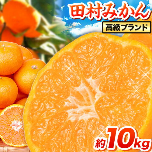 【ふるさと納税】【先行予約】高級ブランド田村みかん 約10kg 株式会社魚鶴商店《2025年11月下旬-2026年2月上旬頃出荷》 和歌山県 日高町 柑橘 フルーツ