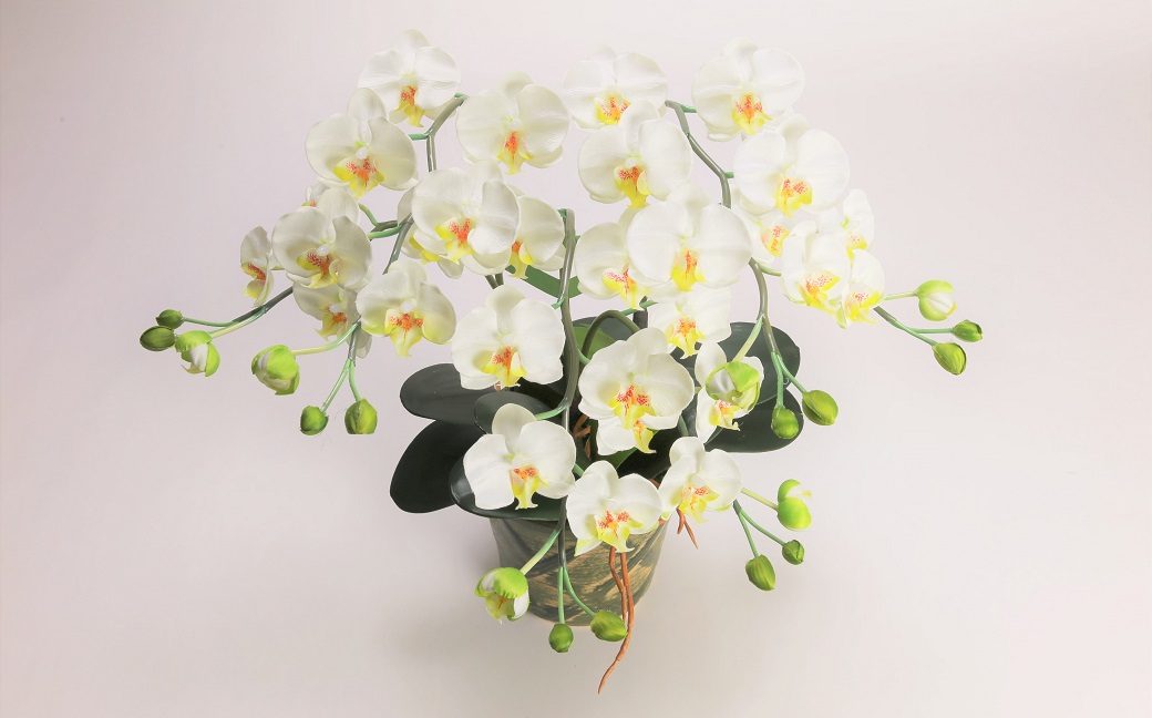 綺麗で丈夫な三河陶器で贈る光触媒胡蝶蘭小輪３本立（グリーンの陶器×白色の花）　H100-088