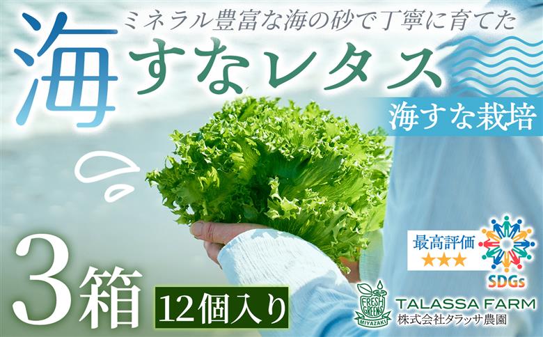 フリルレタス「海すなレタス」12個入×3箱 新鮮 野菜 サラダ【D157】 12個入×3箱