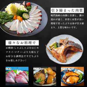 ぶり フィレ すだちぶり 半身 1枚 1.3kg 冷蔵 徳島 養殖