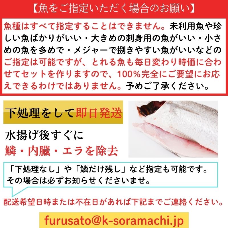 【P78001】 漁師厳選！ロコフィッシュ(地魚) 下処理済 鮮魚 ボックス(約1kg)_イメージ2