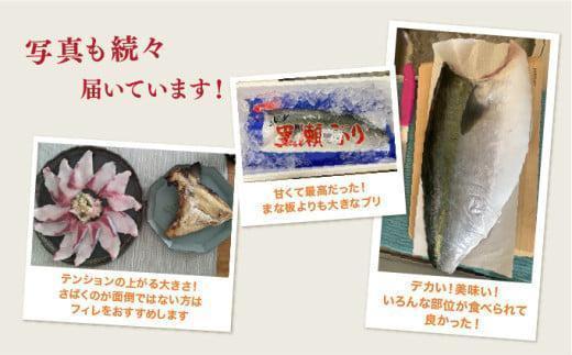 KRBF15 活じめ!黒瀬ぶりの生鮮ブリフィレー 1.5kg前後 (2026年1月配送)