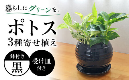 観葉植物 ポトス オウゴンカズラ 3種 寄せ植え ボール形 陶器 鉢植え （黒）/観葉 鉢 植物 インテリア おしゃれ プレゼン/大村市/琴花園[ACYK036]
