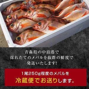 小泊港水揚げ 津軽海峡メバル 姿3尾 ※下処理済み 【卓立水産】 F6N-020