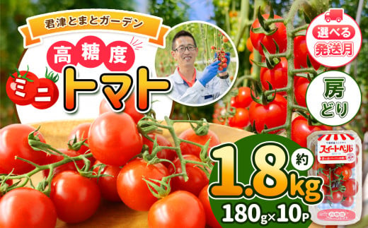 【6月発送】 高糖度 ミニトマト スイートベル （ 房どり ） 180g × 10P | 野菜 トマト ミニトマト プチトマト トマト 高糖度 トマト とまと 小分け 君津とまとガーデン 千葉 君津 きみつ