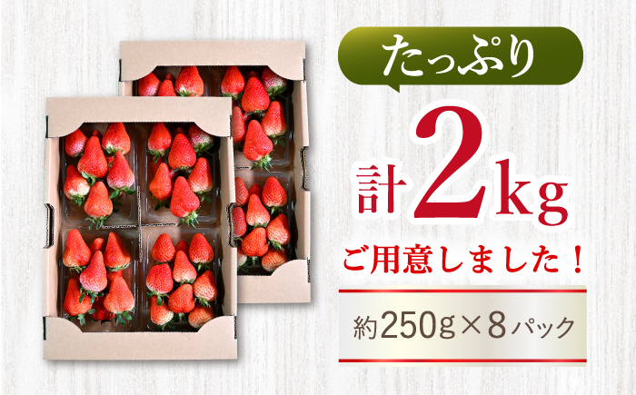 【先行予約】 ゆめのか いちご 計2kg（250g×8パック）＜川原農園＞ [CDR010]  長崎 西海 いちご 苺 イチゴ 贈答 ギフト