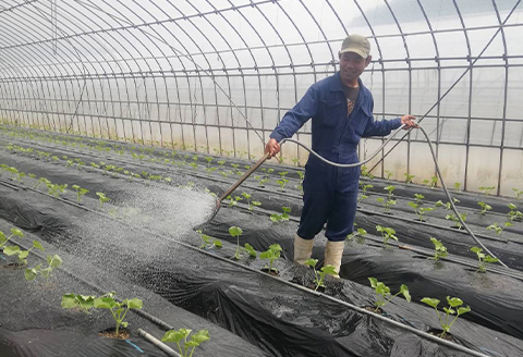 メロンパークのメロン【2024年9月発送・2Lサイズ1玉】