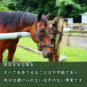【 ポストカード 】 競走馬支援 2万円コース 特典 ポストカード 2万円