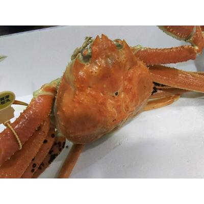 ふるさと納税 美浜町 旬!自家ゆで地カニ　木金土発送(特大一匹)　訳あり足折れ