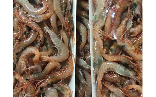竹中水産の地海老(八幡浜産)約1キロ!＜C22-269＞_エビ えび 海老 地海老 魚介 魚介類 海鮮 鮮魚 冷凍 BBQ 簡単調理 愛媛 八幡浜 産直 産地直送 国産 人気 万能 【1113599】 YWTM087