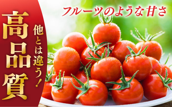 V トマト 糖度8度以上 800g【株式会社ブイ・テクノロジー】 [AKBL004]