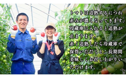 《 2026年収穫分 先行予約 》 糖度9度以上 スーパーフルーツトマト 大箱 約2.6kg × 2箱  (20～35玉/1箱) フルーツトマト ブランドトマト 野菜 ギフト 贈答 [BC009sa]