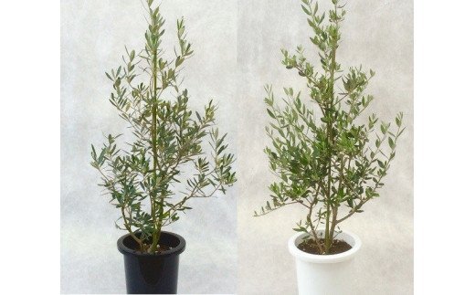 
                  オリーブの木 8号鉢 高さ100～120cm 直径24cm 1鉢 チプレッシーノまたはコロネイキ 貴宝園 プロ選定 観葉植物 大型 鉢植え シンボルツリー インテリアグリーン 平和の象徴 玄関 リビング 室内 屋外 ベランダ 庭 常緑樹 品種おまかせ 生産者直送 緑のある暮らし 埼玉県白岡市
                