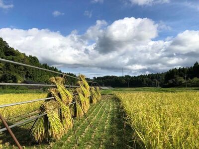 のと自然栽培米みのり 玄米 5kg ※2025年12月中旬～2026年3月下旬頃に順次発送予定