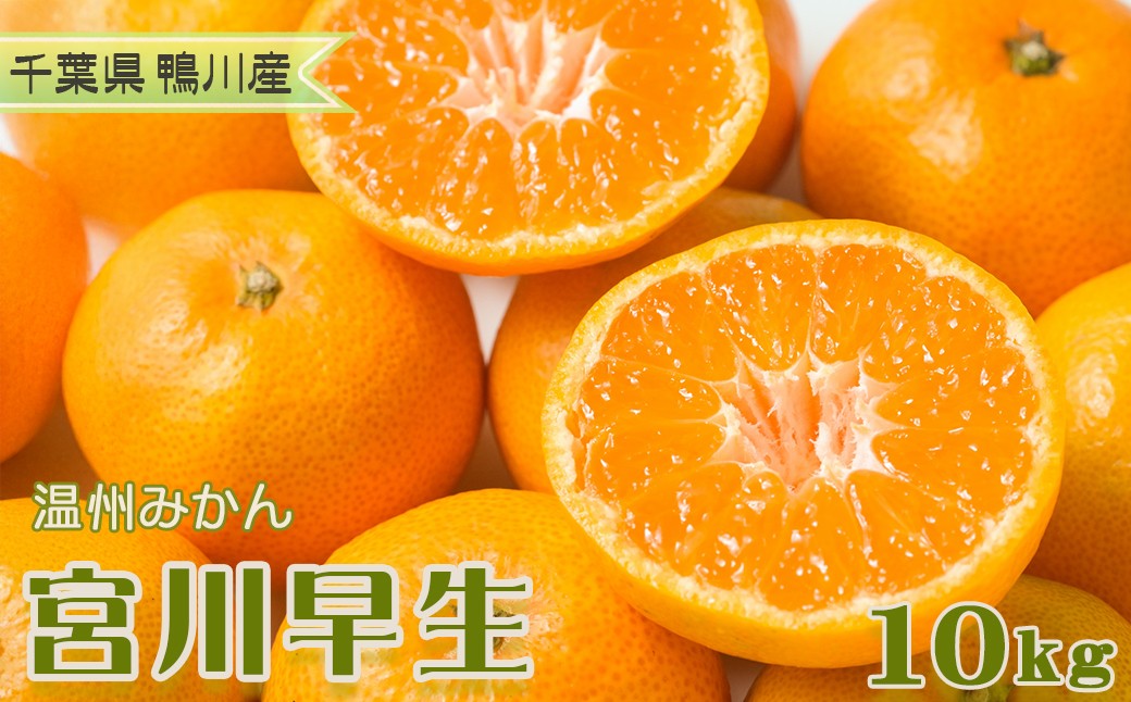 
                  【鴨川の柑橘】甘みと酸味の絶妙なバランス 温州みかん『宮川早生』10kg
《数量限定》《先行予約》《12月上旬発送》 早生みかん 柑橘 サイズ不揃い 産地直送 冬みかん [古泉農園][0019-0011]
                