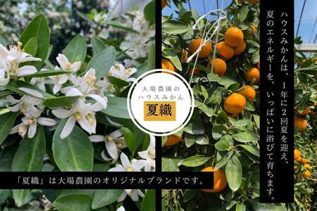 『予約受付』【令和6年6月上旬発送】夏の極上ハウスみかん「夏織」1.3kg  贈答箱・ギフトボックス入り ~海と空と、みかん~ 甘くてとろける夏の果物に ミカン フルーツ 柑橘